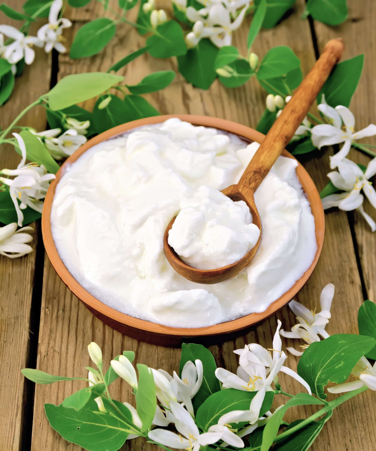 L.Salivarius and L.Reuteri Starter Cultures for homemade yogurt|NPSelection